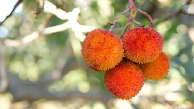 Strawberry tree or shrub ripe and unripe fruits, irish arbutus unedo harvest, cain or cane apple berries. California garden. Green leaves foliage. Mediterranean Europe flora, widespread in Ireland.