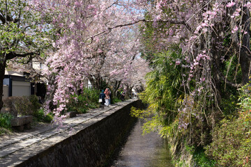 Fototapeta premium blossom in spring