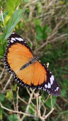 butterfly on a leaf