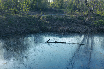 a wooden log floats in the water of a dirty pond © Neils