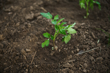 Tomato seedlings transplanted into a flower bed with black soil in open ground