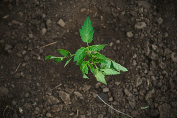 Top view of tomato seedlings transplanted into a flower bed with black soil in open ground