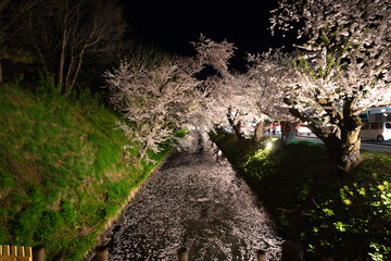 flowers in the garden