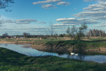pair of white swans in spring river