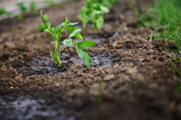 Transplanted tomato seedlings in watered flower bed. Horticulture, agronomy, agriculture, organic gardening and growth concept.