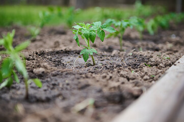 Gardener waters with garden watering can of tomato seedlings in open field. Plant care, concept of an environmentally friendly product. Irrigation