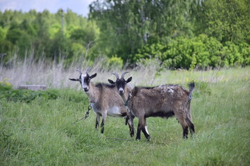 Portrait of a goat grazes in a meadow. Ulyanovsk Russia