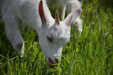 Portrait of a goat grazes in a meadow. Ulyanovsk Russia