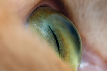 Closeup of a green eye of a cat, side view
