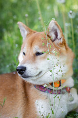 Portrait of a Japanese Shiba Inu breed dog. The dog lies in the green spring grass.