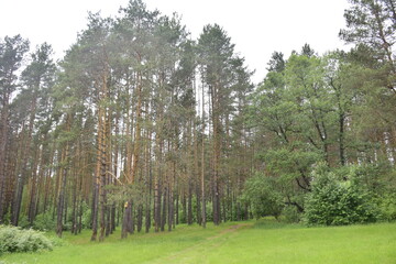 Fototapeta na wymiar Spring Pine Forest, Ulyanovsk region Russia