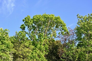 leaves and blue sky