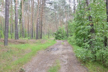 Spring Pine Forest, Ulyanovsk region Russia