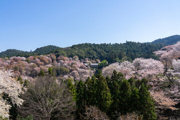 Naklejka premium lavender field in region