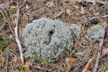 Sphagnum moss on forest soil close-up, Ulyanovsk region Russia