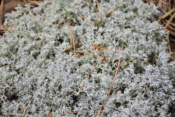 Sphagnum moss on forest soil close-up, Ulyanovsk region Russia
