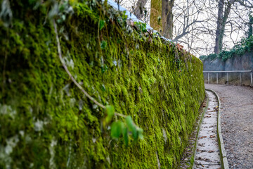 Walkpath in the forests with moss on the walls