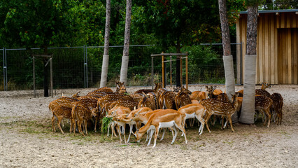 Pack of a Axis spotted chital deer