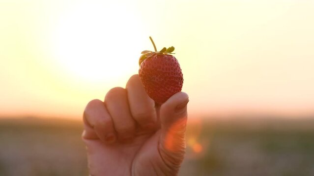 a strawberry at the hand of the farmer at sunset