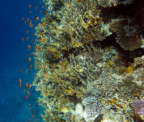 View of red sea reef at Sharm