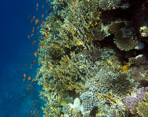 View of red sea reef at Sharm