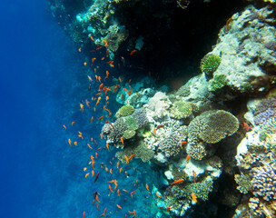 Fototapeta na wymiar View of red sea reef at Sharm