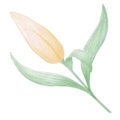 Watercolor illustration of a yellow lily bud, isolated decorative element