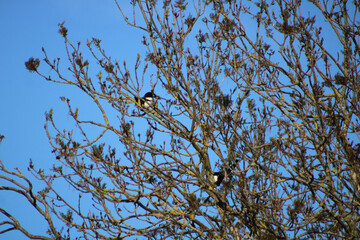 bird on a branch