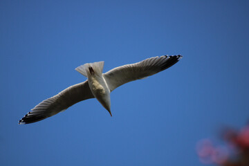 seagull in flight