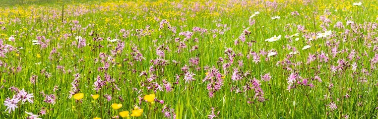 panoramic view to spring flowers in meadow