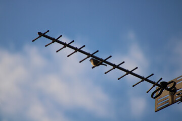 birds on wire