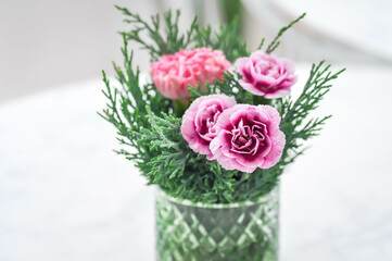 Carnation ,  Caryophyllaceae or  Clove Pink or Dianthus caryophyllus L or caryophyllus flower