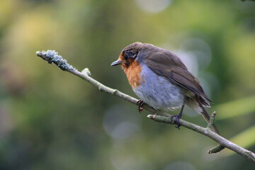 robin on a branch