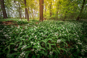 Young wild wild garlic in the spring forest. Young sprouts with flowers of Allium ursinum, known as...