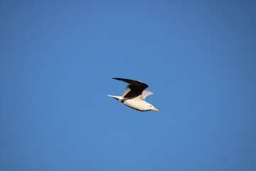 seagull in flight