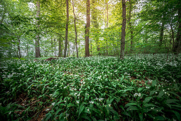Young wild wild garlic in the spring forest. Young sprouts with flowers of Allium ursinum, known as...
