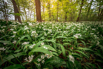 Young wild wild garlic in the spring forest. Young sprouts with flowers of Allium ursinum, known as...
