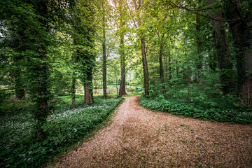 Young wild wild garlic in the spring forest. Young sprouts with flowers of Allium ursinum, known as wild garlic, ramps, buckrams, bear leche or bear garlic. Wild edible plants in natural environment.