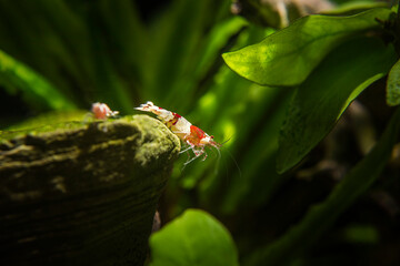 Caridina crystal red shrimp aquarium