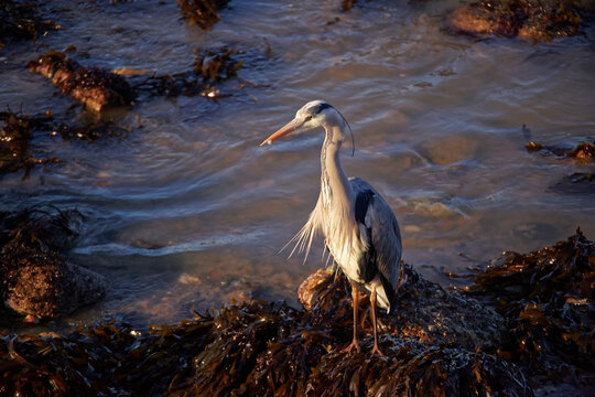 Grey heron (ardea cinerea) at the Irish coast 