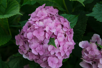 Fototapeta premium beautiful hydrangea flower, pink violet color, large inflorescence in the shape of a ball