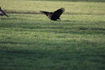 eagle in the grass