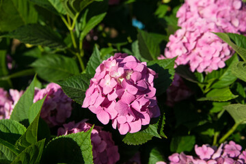 beautiful hydrangea flower, pink violet color, large inflorescence in the shape of a ball