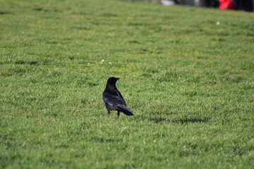 crow on the grass