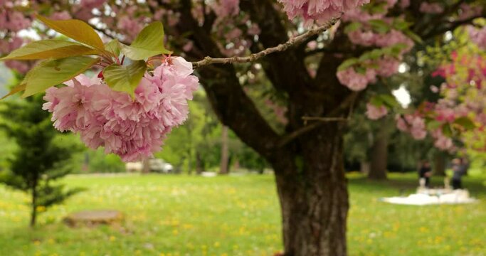Trees in British Columbia are in full bloom. Pink and white cherry blossoms and branches, soft and pastel sakura flowers wiggling in the tender wind of springtime in Vancouver. 