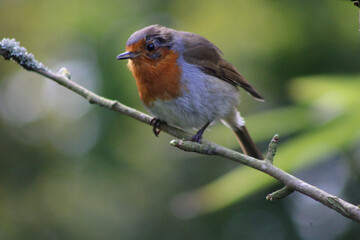 robin on a branch