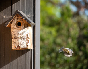Pair of blue tits photographed on a bird house in a suburban garden in spring in London UK.