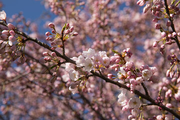 cherry blossom