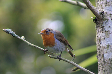 robin on a branch