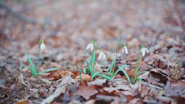 First spring white flowers. snowdrop group blooming at forest. Gentle meadow blossom. Easter macro plant. 4K video. New nature weather